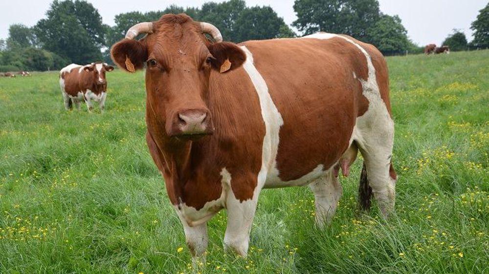 Bovine 1
